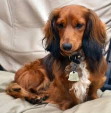 My Favorite Doggie Long Haired Mini Dachshund Daschund Puppies Dachshund Dog Dachshund Breed