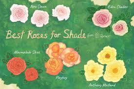 Shade tolerance is inﬂuenced by plant ontogeny and by numerous. 18 Great Roses Varieties For Shady Gardens