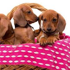 Find dachshund puppies and breeders in your area and helpful dachshund information. Dachshund Puppies For Sale In Grand Rapids Michigan Petsidi