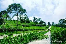 We did not find results for: Menjelajah Sekaligus Petik Teh Di Kebun Teh Kemuning Karanganyar