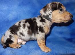 Miniature dachshunds are energetic, brave, intelligent and independent. Home Dapple Doxies