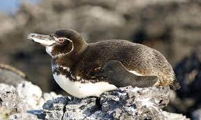 How long do wasps live for? Galapagos Penguin Species Wwf