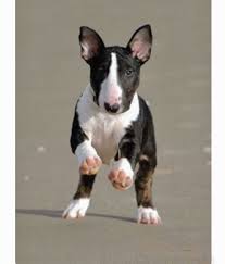 Black And White Bull Terrier Puppy Little Black And White Bull Terrier On The Beach Adorable Bull Terrier Mini Bull Terriers Bull Terrier Puppy