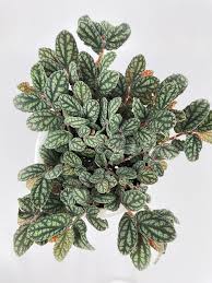 Image result for Begonia pulcherrima