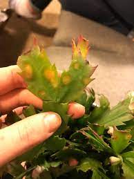 A part of hearst digital media country living participates in various affiliate marketing programs, which means we may get paid commissions on editorially chosen products purchased through our links to retailer sites. Spots On My Christmas Cactus 544980 Ask Extension