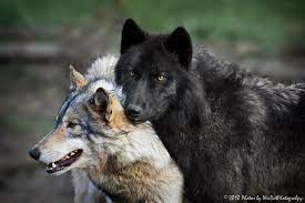 Alpha Pair Wolf Pictures Wolf Dog Wolf Love