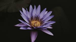 Maybe you would like to learn more about one of these? Hd Wallpapers For Theme Lotus Hd Wallpapers Backgrounds