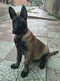 Fidèle compagnon, le malinois est un exceptionnel chien de garde et de protection. Jeux Sous La Pluie Dog Royal Malinois Algerie Facebook