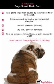 Dog Products Crates Dog Beds Toys Pet Id Tags And More