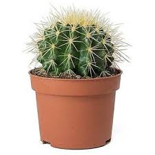 Dig a hole in your cactus' new location, about twice as wide as its diameter. Buy Plant House Live Round Barrel Cactus Plant With Pot Online Get 78 Off