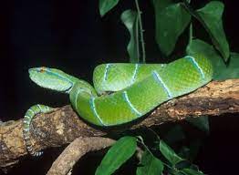 Pin On Vipers