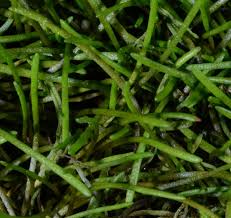 Image result for Limosella