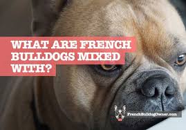 Do you really think that every random breeding of two purebred dogs creates a new breed? What Are French Bulldogs Mixed With Where Do They Originate From