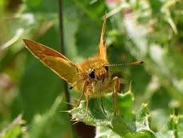 Image result for Pearsonia cajanifolia