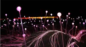 Arrive to your field of light experience by camel. Uluru S Field Of Light Sunrise Tour Aat Kings