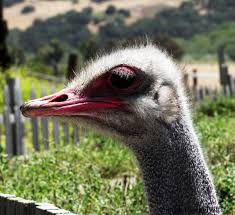 Maybe you would like to learn more about one of these? Ostrichland Usa Ostriches In The Santa Ynez Valley Tanama Tales