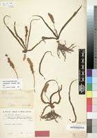 Image result for Chlorophytum africanum