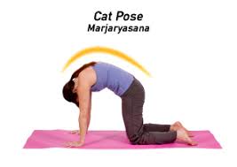 Coordinating this movement with your breathing relieves stress and calms the mind. How To Do Cat Cow Pose In Yoga Yogaoutlet Com