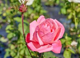 クイーン エリザベス - Queen Elizabeth