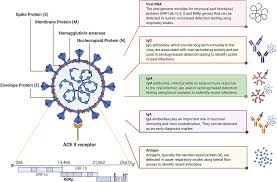 Additionally, the act's protections do not apply to employees of federal, state. Frontiers Covid 19 In Vitro Diagnostics State Of The Art And Challenges For Rapid Scalable And High Accuracy Screening Bioengineering And Biotechnology