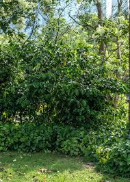 Image result for Pleiocarpa