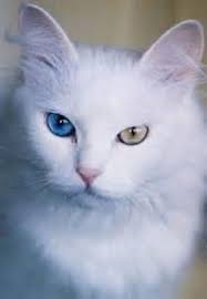 Van Kedisi Angora Cats Beautiful Cats Pretty Cats