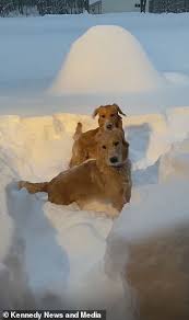 Check spelling or type a new query. Golden Retrievers Are Baffled By Their First Sight Of Snow Daily Mail Online