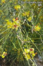 Image result for Parkinsonia africana