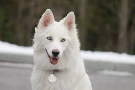 Chimgi Tura Dobrinka 8 Months The Yakutian Laika Is A Working Dog Breed That Originated In The Arctic Seashore Of The S Working Dogs Breeds Dog Breeds Dogs