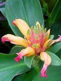 Pin On Flowers
