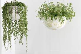 What Outdoor Hanging Flowering Plants Can Handle Full Sun And Heat Hanging Flowering Plants Hanging Plants Outdoor Hanging Succulents