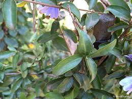 Image result for Sclerochiton