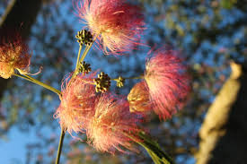 Mimosa Full Happiness Flowers Hearthside Healing