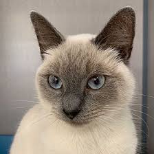 Book pet sitters and dog boarding hosts in stamford, ct. Adopt A Pet Petsmart Charities