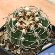 Cacti do indeed have water inside them, but locked up in the form of cell sap and other cell juices. Syn Gymnocalycium Ochoterenae Subsp Vatteri Cactus Art Nursery