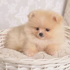 Dog puppy cute pet animal portrait canine mammal adorable domestic dog. Pomeranians On Instagram A Beautiful Day Puppies Cute Baby Animals Baby Dogs