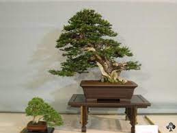 Shaping a yew bonsai running a bonsai nursery has it's advantages, because i often get trees that have been grown by customers for many years. Yew Taxus Taxaceae Bonsai Empire