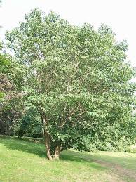 Image result for Broussonetia papyrifera