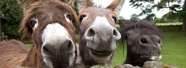 Especially cats and dogs are counted as well, there are some smart people out there having perfect sense of humor. Funny Animals Home Facebook