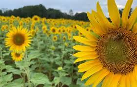 1514 reeves station rd sw. The Best Sunflower Fields In Nc To Visit 2021 The Common Traveler