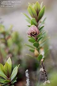 Image result for Lasiodiscus mannii