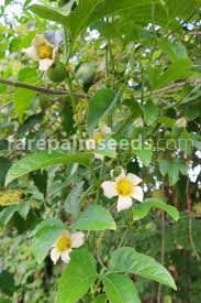 Image result for Phyllanthus macranthus