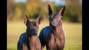 We found 150 'dachshund' adverts for you in 'dogs and puppies', in the uk and ireland. Mexican Hairlelss Xolo Know Your Breed Youtube