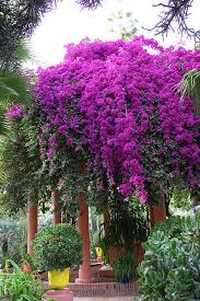 Majorelle Gardens In Marrakesh Morocco By Alain Mit Bildern Pflanzen Blumen Anbauen Bluhende Pflanzen