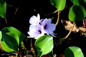 Image result for Halopegia azurea