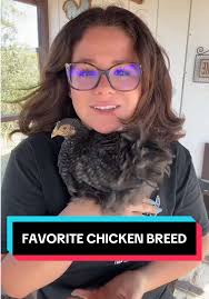 Cochin Chickens: My Favorite Breed!