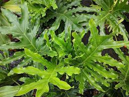Who they are and what to do about them. Philodendron Selloum Buying Growing Guide Trees Com