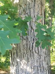 Image result for white oak leaf