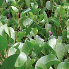 Image result for Kyllinga robinsoniana