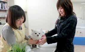 35% off pet food, treats & supplies today, 24/7 pet expert customer service! Pet Care List Of Services Service Guide Haneda Airport Passenger Terminal